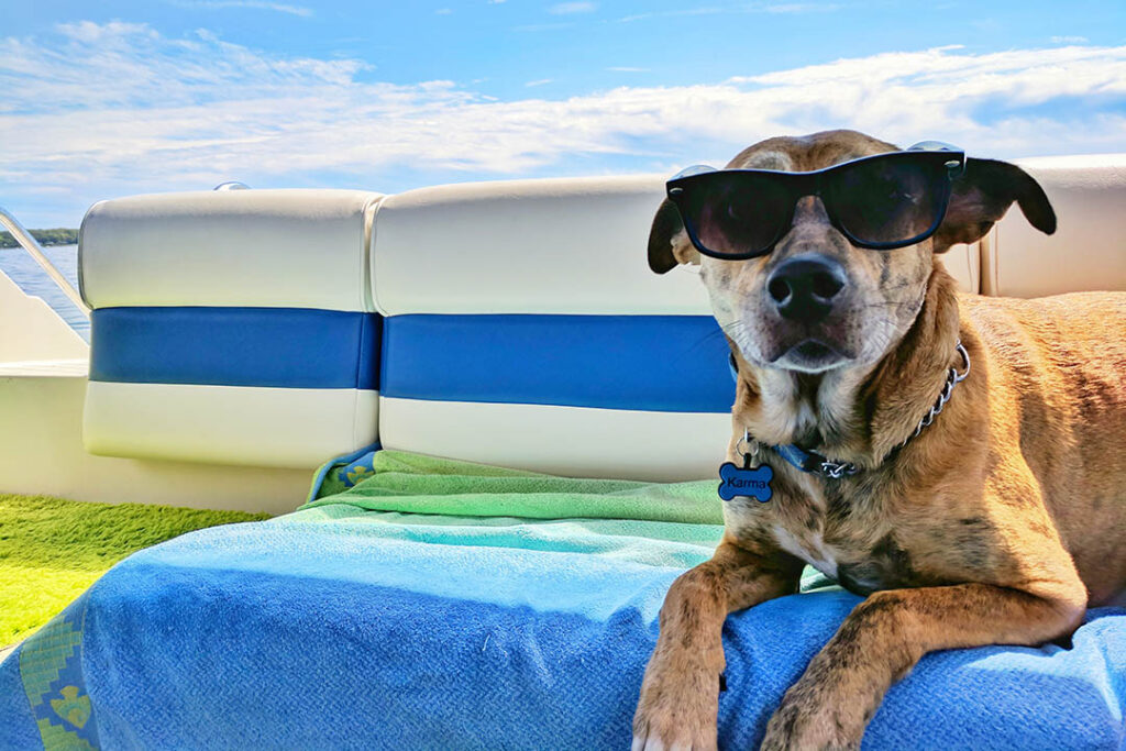 A dog with sunglasses on